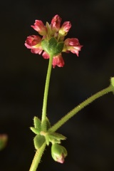 Eriogonum preclarum