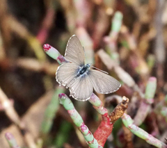 Theclinesthes sulpitius