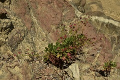 Eriogonum preclarum
