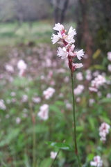 Polygonum jucundum