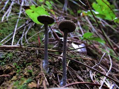 Blastosporella zonata