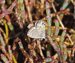 Theclinesthes sulpitius