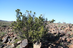 Searsia burchellii