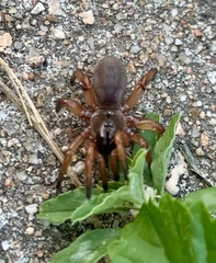 Myrmekiaphila comstocki