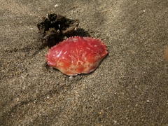 Platyxanthus orbignyi