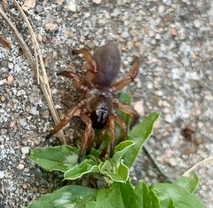 Myrmekiaphila comstocki