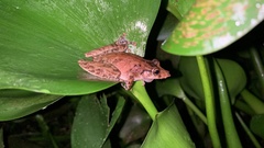Scinax rostratus