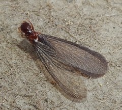 Zootermopsis nevadensis