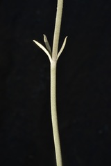 Eriogonum encelioides