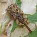 Oncocephala - Photo 由 Botswanabugs 所上傳的 不保留任何權利