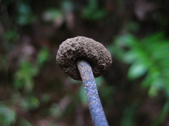 Blastosporella zonata