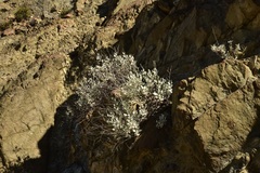 Eriogonum encelioides