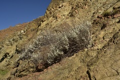 Eriogonum encelioides