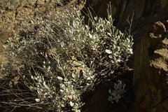 Eriogonum encelioides