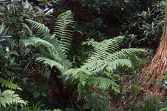 Dryopteris crassirhizoma