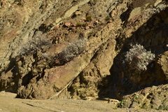 Eriogonum encelioides