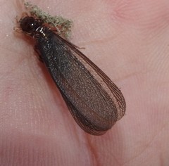 Zootermopsis nevadensis