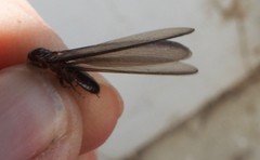 Zootermopsis nevadensis