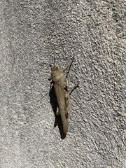 Anacridium aegyptium