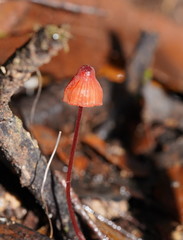Mycena toyerlaricola