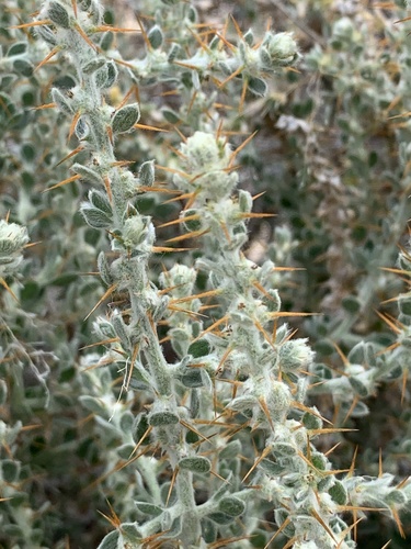 Sclerolaena birchii (F.Muell.) Domin