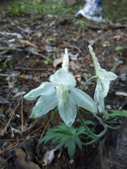 Ornithogalum nutans