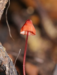 Mycena toyerlaricola