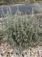 Sclerolaena birchii