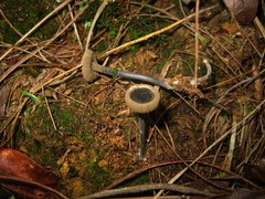 Blastosporella zonata