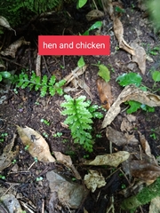 Asplenium bulbiferum