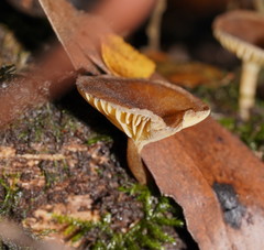 Phylloporus clelandii
