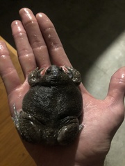 Glyphoglossus molossus