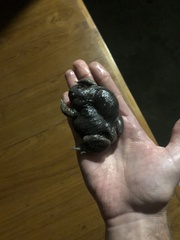 Glyphoglossus molossus