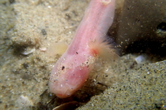 Typhlogobius californiensis