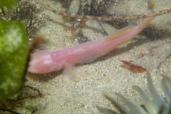 Typhlogobius californiensis