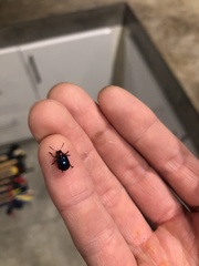 Parheminodes pulcher