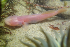 Typhlogobius californiensis