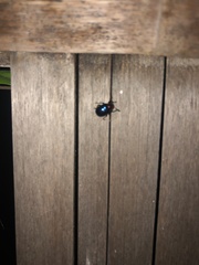 Parheminodes pulcher