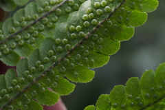 Dryopteris crassirhizoma
