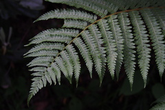Dryopteris crassirhizoma
