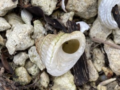 Lithopoma americanum image