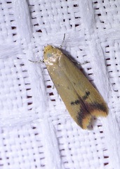 Tachystola hemisema
