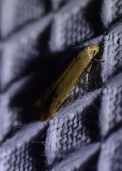 Tachystola hemisema