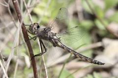Epitheca petechialis