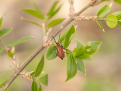 Pseudopyrochroa rufula