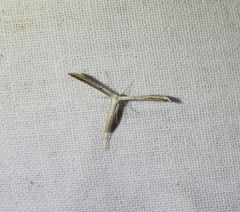 Hellinsia lienigianus