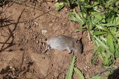 Guenther's Vole photo 2