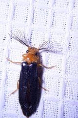 Zarhipis integripennis