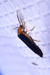Zarhipis integripennis