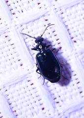 Lebia